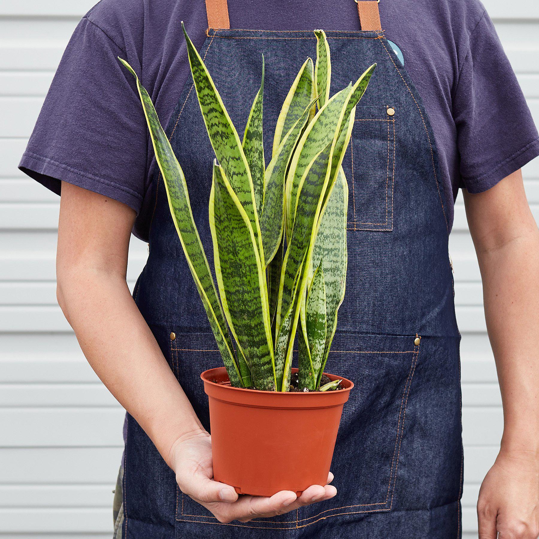 Snake Plant Laurentii - photo 5
