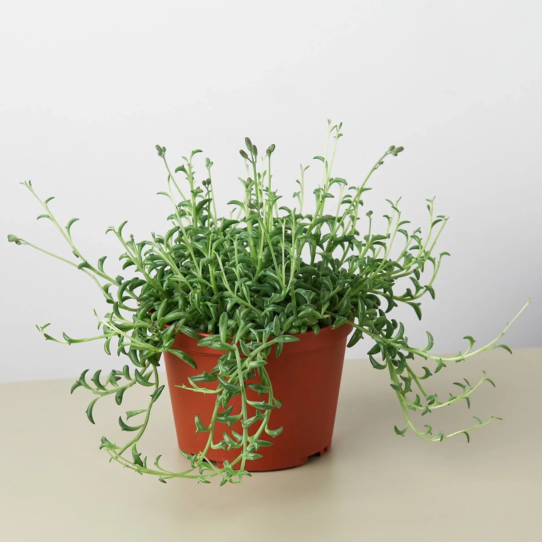 Succulent 'String of Dolphins' - photo 4