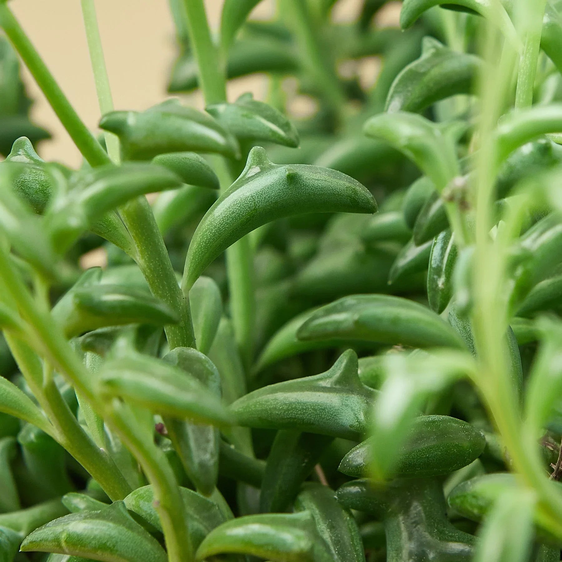 Succulent 'String of Dolphins' - photo 5