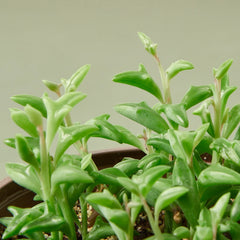 Succulent 'String of Dolphins' - photo 2