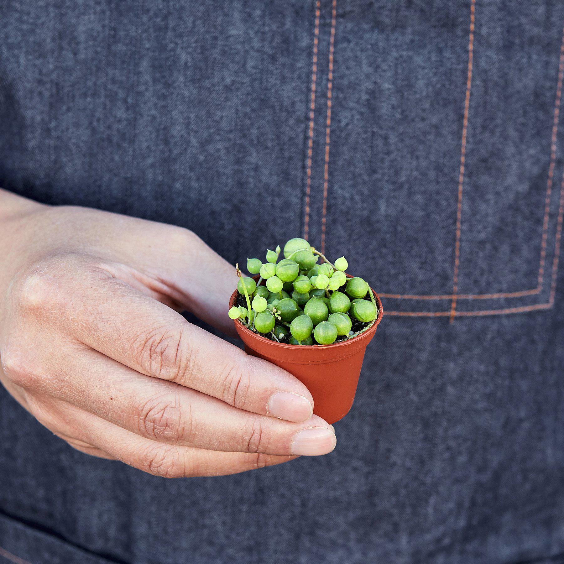 Succulent 'String of Pearls' - photo 5