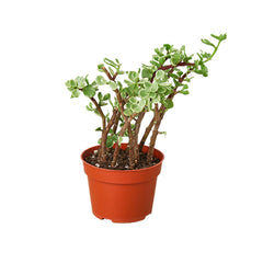 Succulent 'Rainbow Elephant Bush' live houseplant