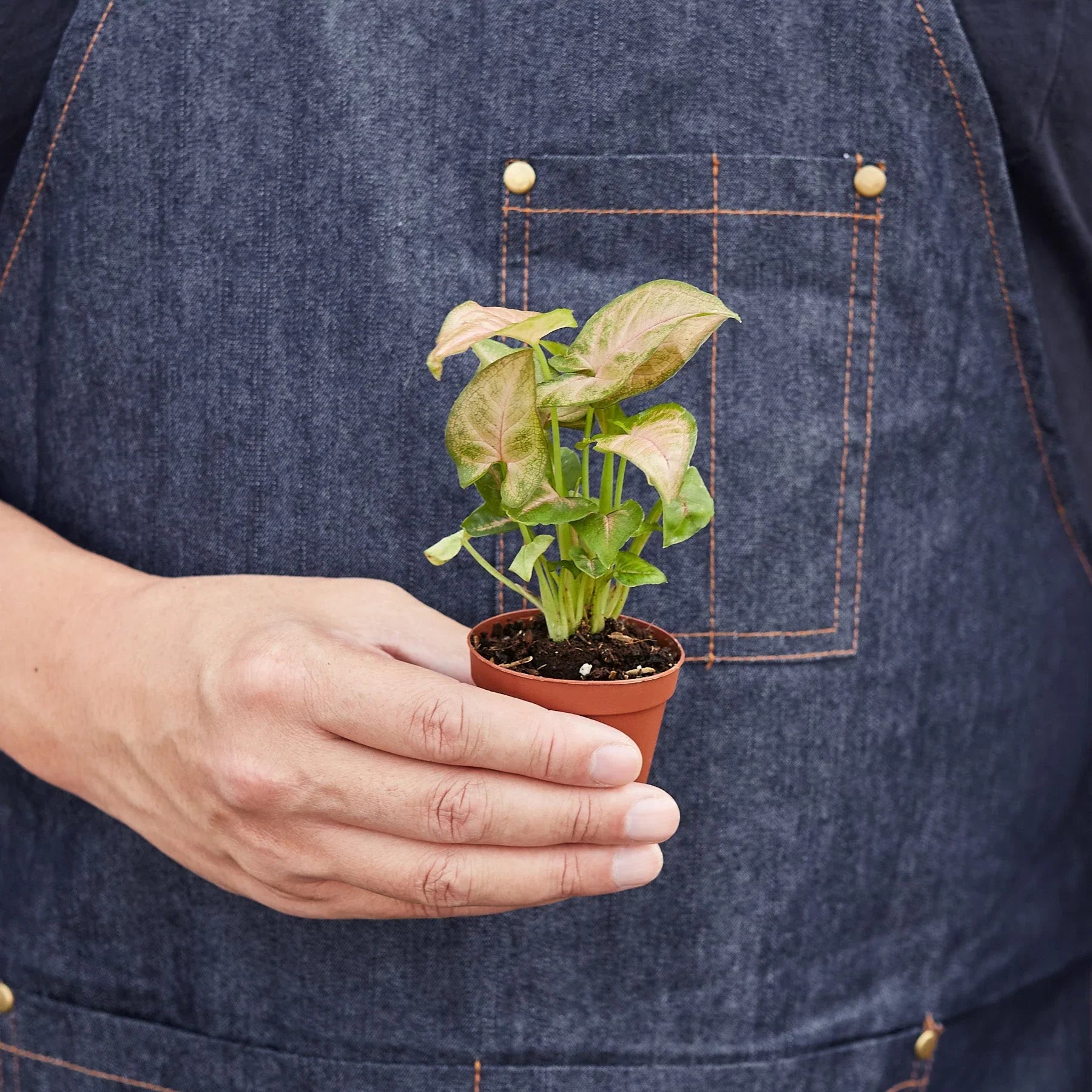 Syngonium Strawberry - photo 6