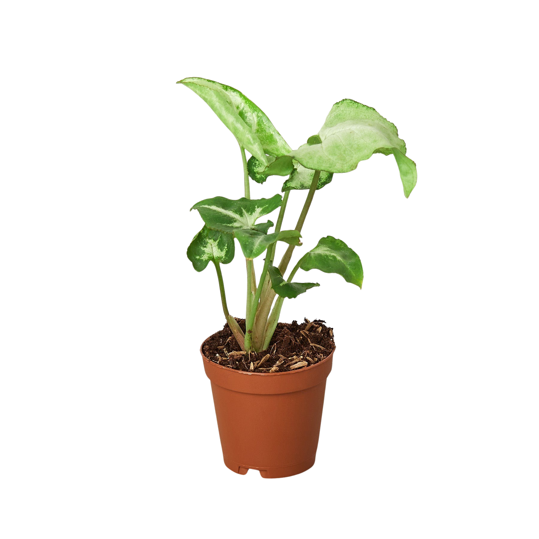 Syngonium White Butterfly - photo 2