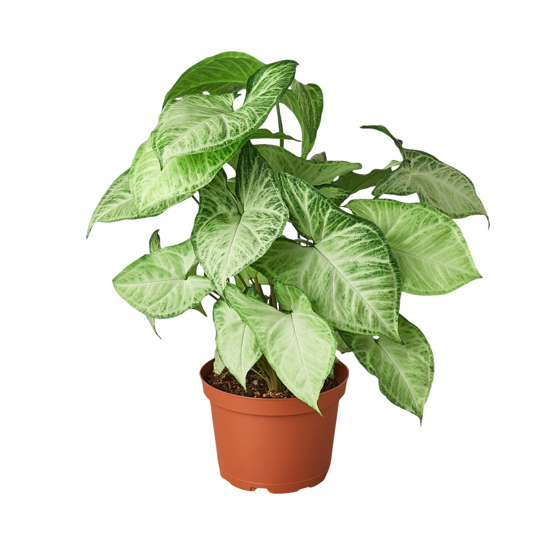Syngonium White Butterfly live houseplant