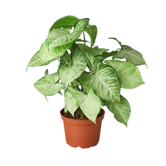 Syngonium White Butterfly live houseplant