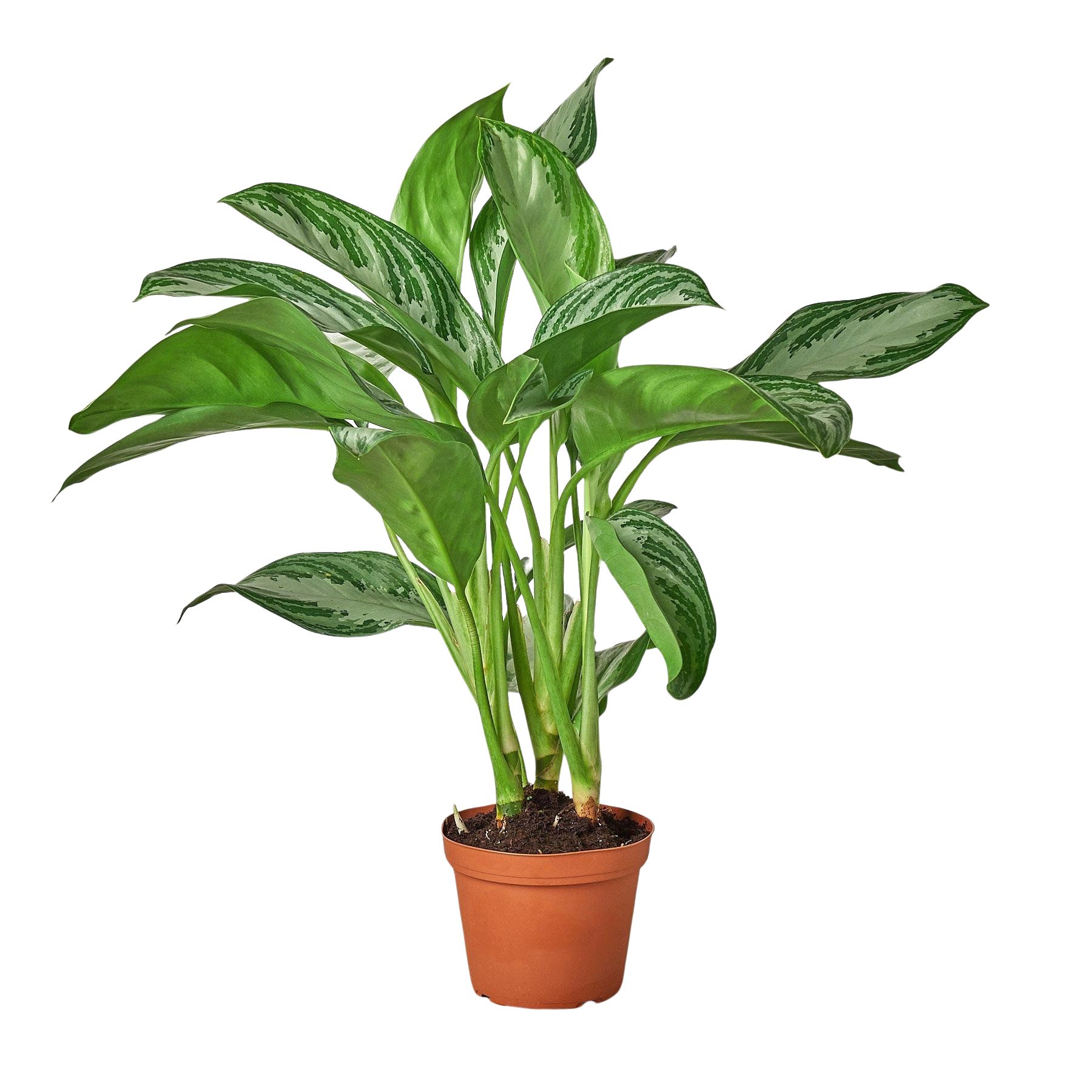 Chinese Evergreen 'Silver Bay' - photo 3