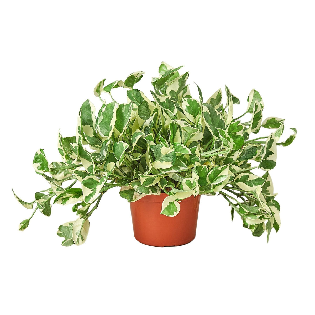 Pothos 'N'joy' - 6" Pot live houseplant