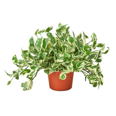 Pothos 'N'joy' - 6" Pot live houseplant