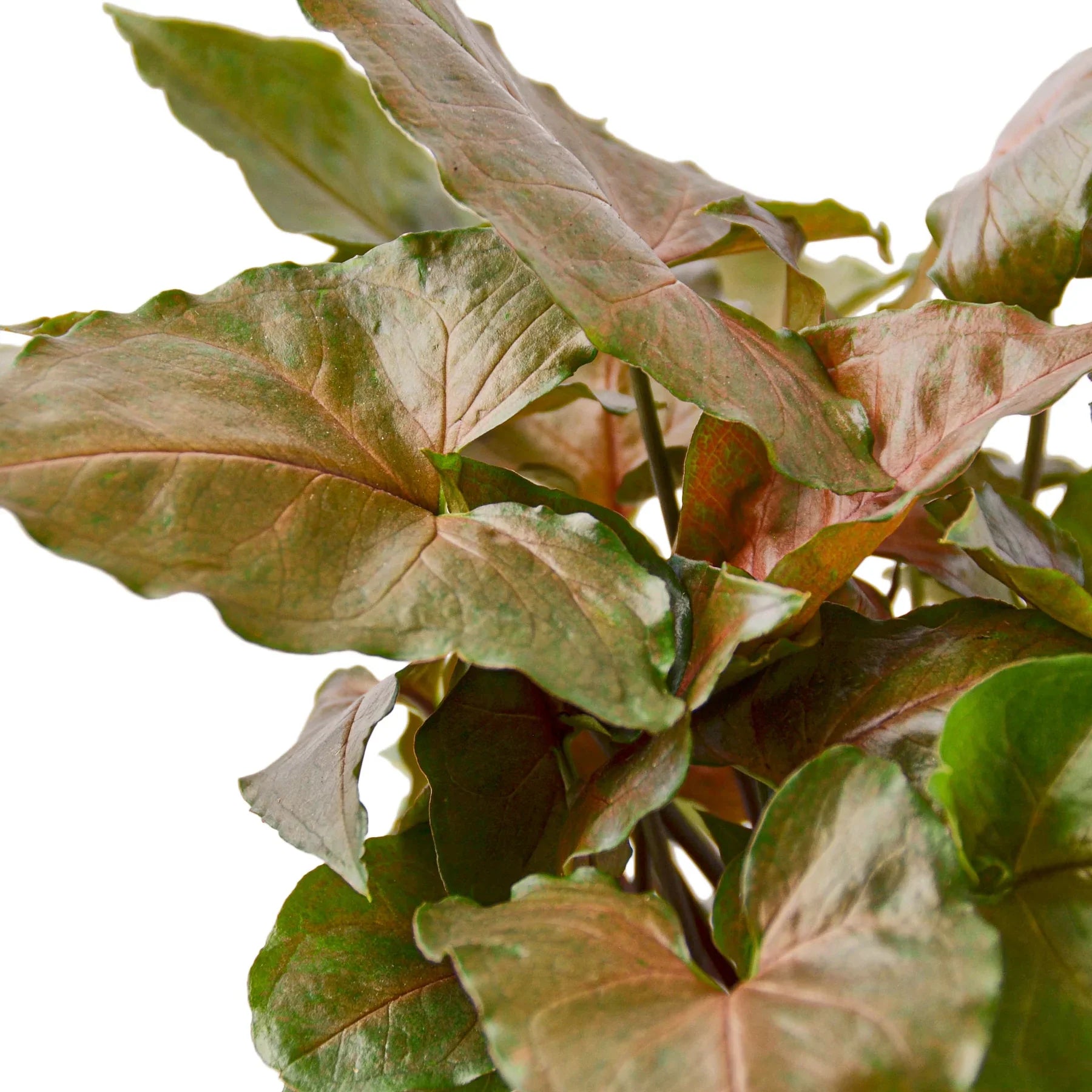 Syngonium Merry - photo 2