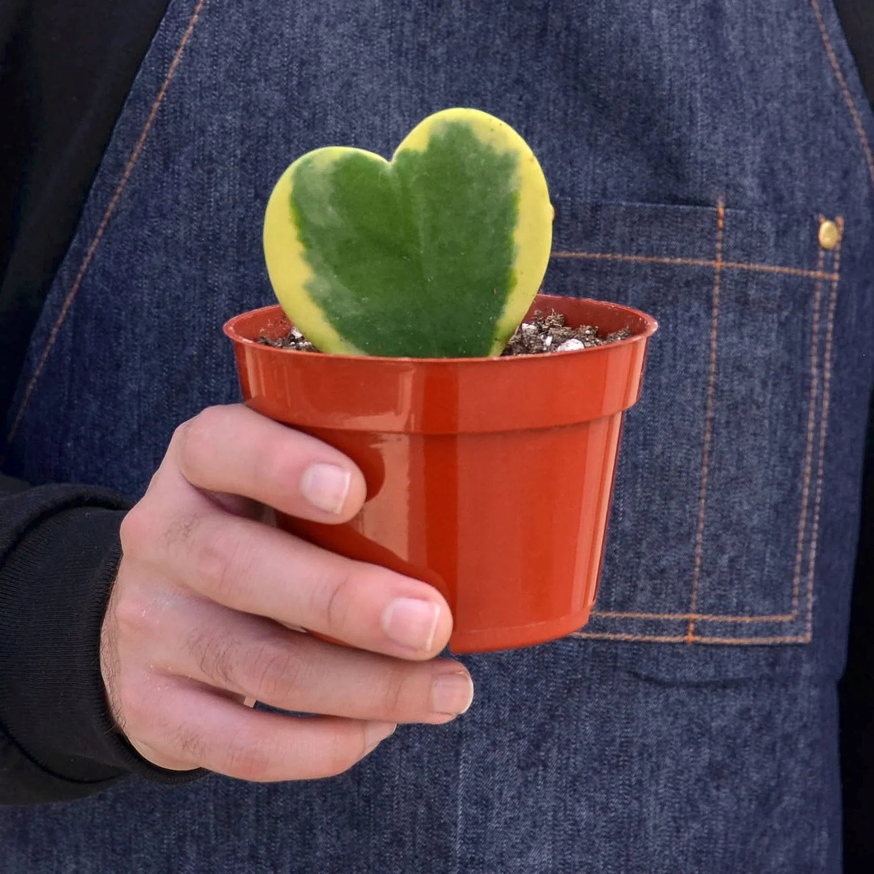 Hoya 'Sweetheart Variegated' - photo 4