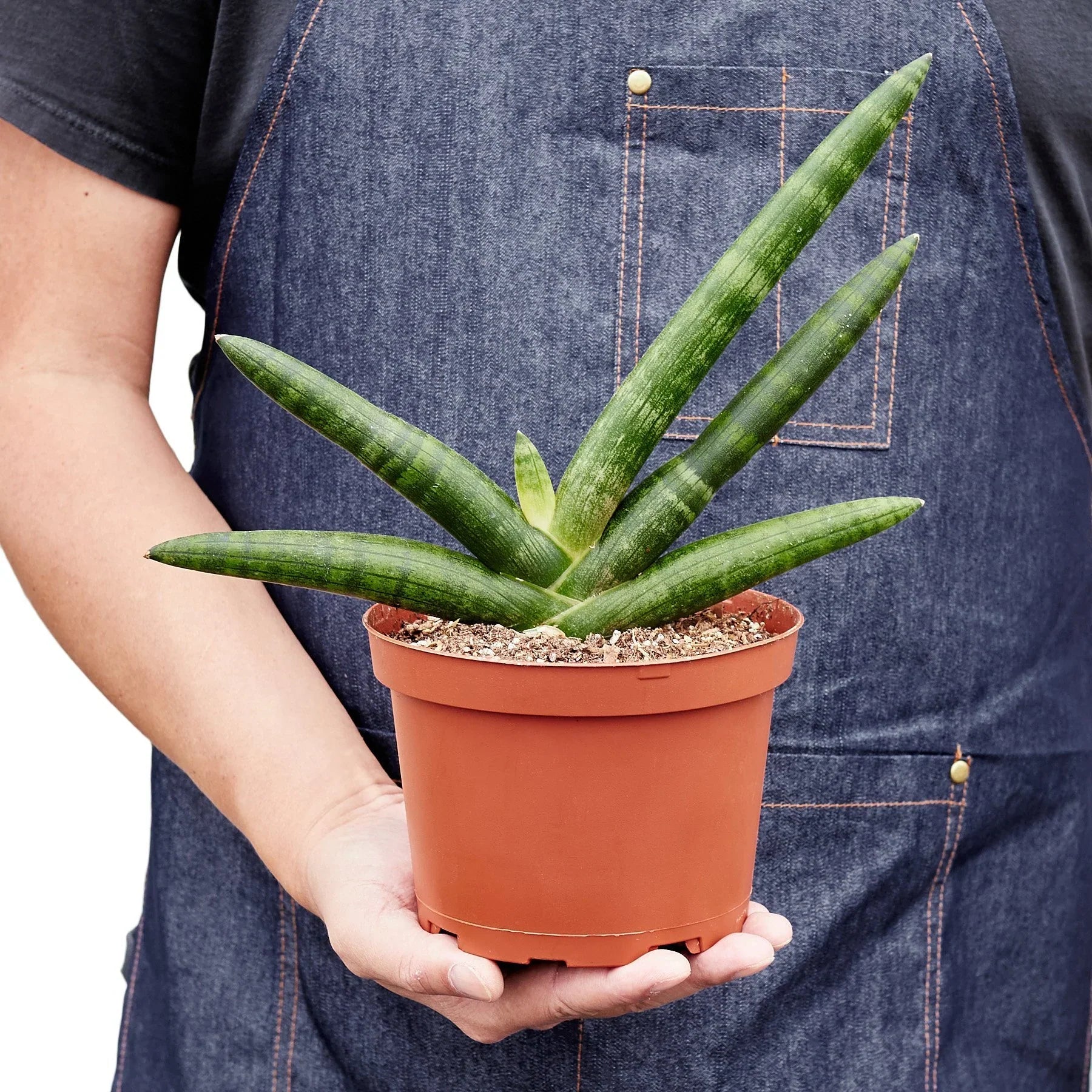 Snake Plant Starfish - photo 5