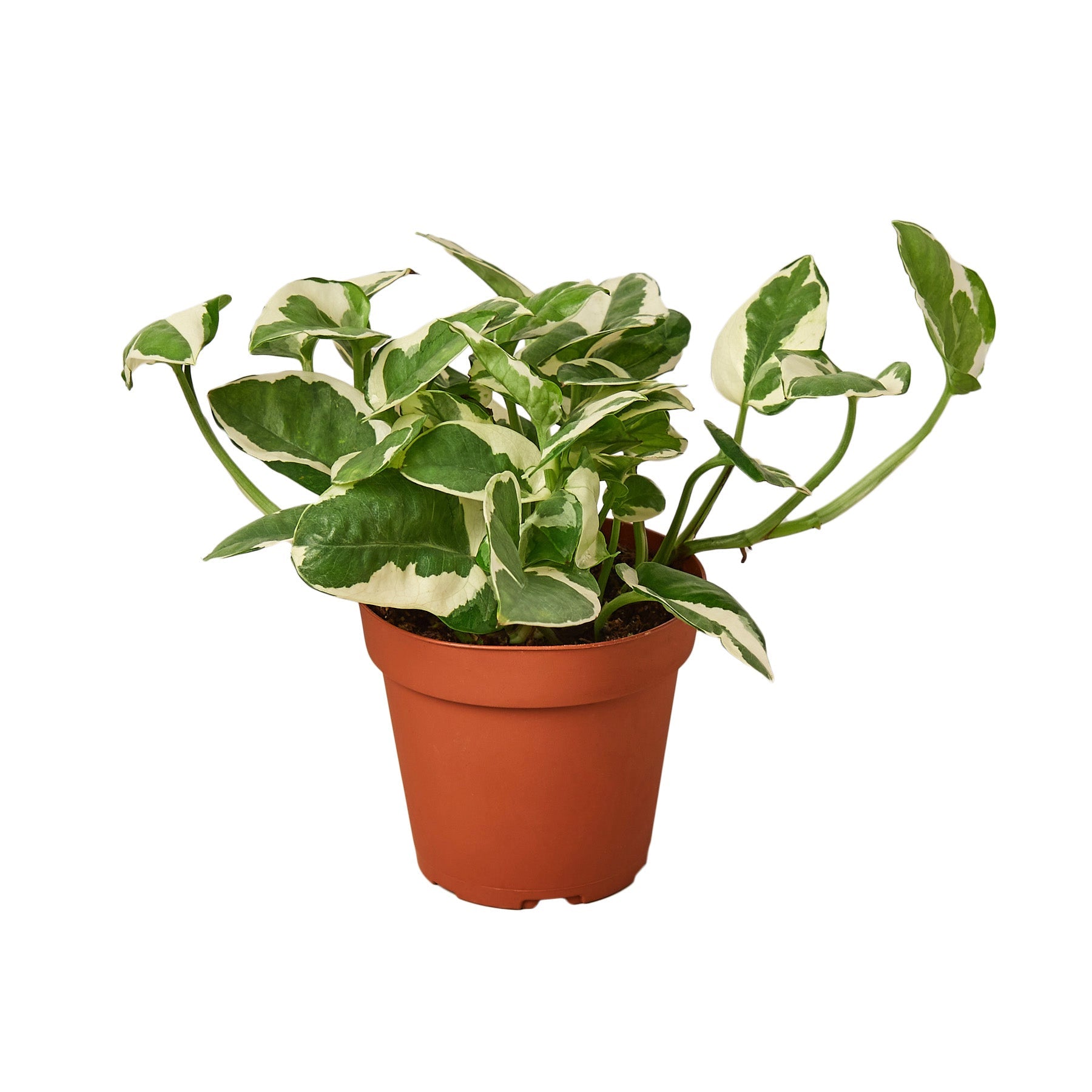 Pothos 'N'joy' live houseplant