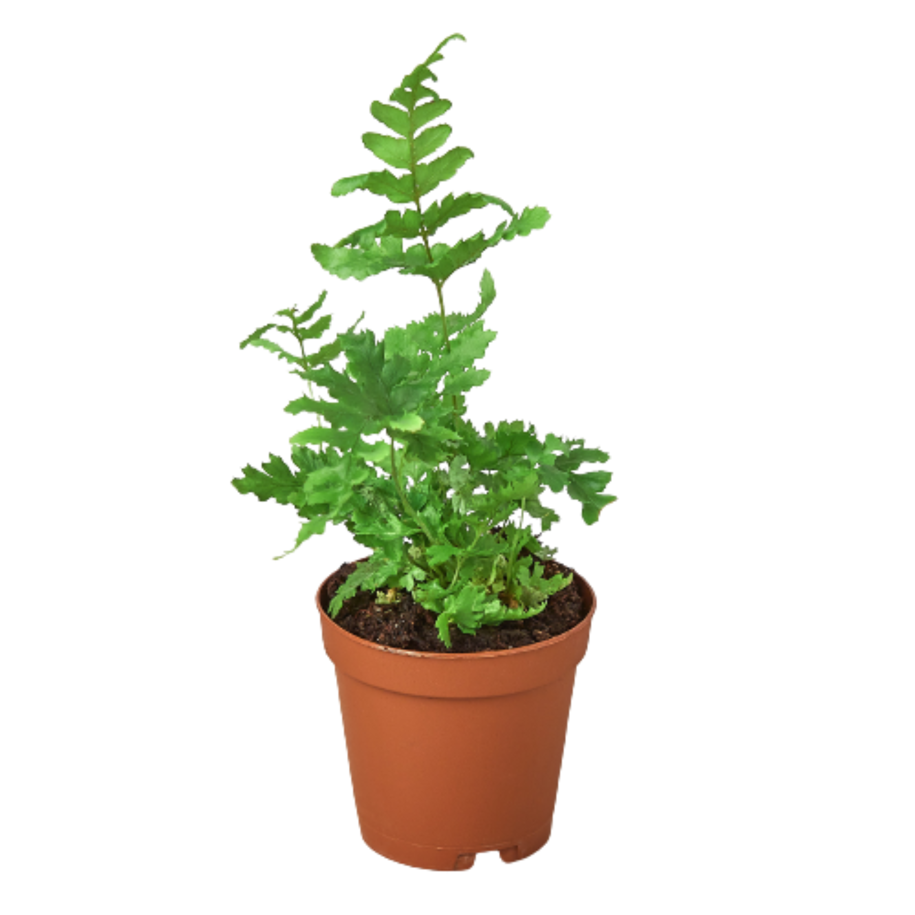 'Autumn' Fern - part of the Fern Lover’s Trio