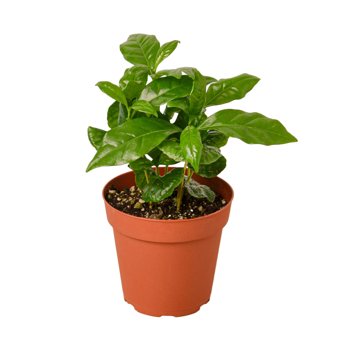 Arabica Coffee live houseplant