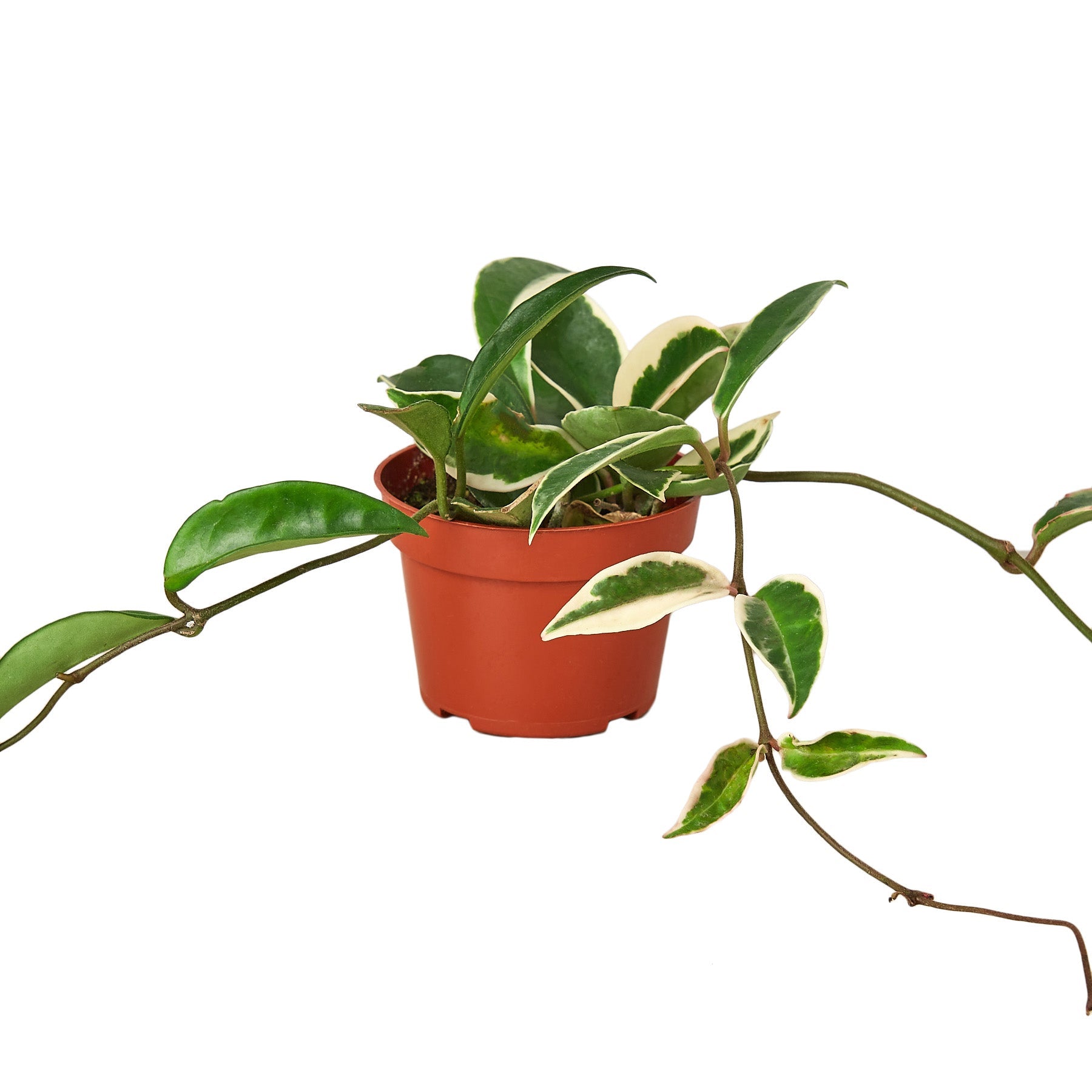 Hoya Carnosa 'Tricolor' live houseplant