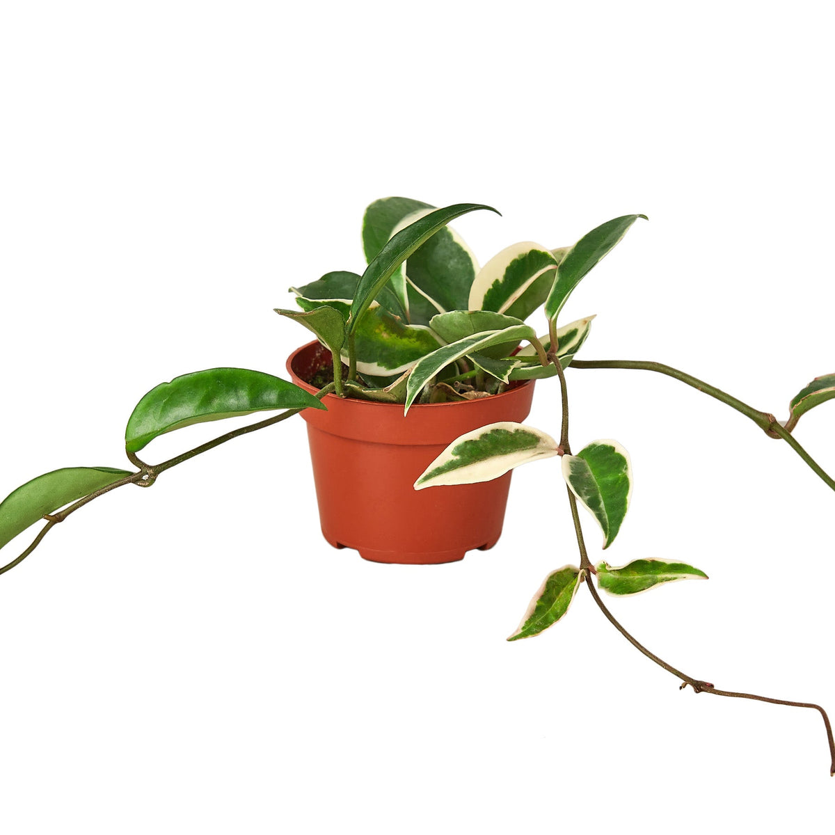 Hoya Carnosa 'Tricolor' live houseplant