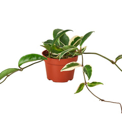 Hoya Carnosa 'Tricolor' live houseplant