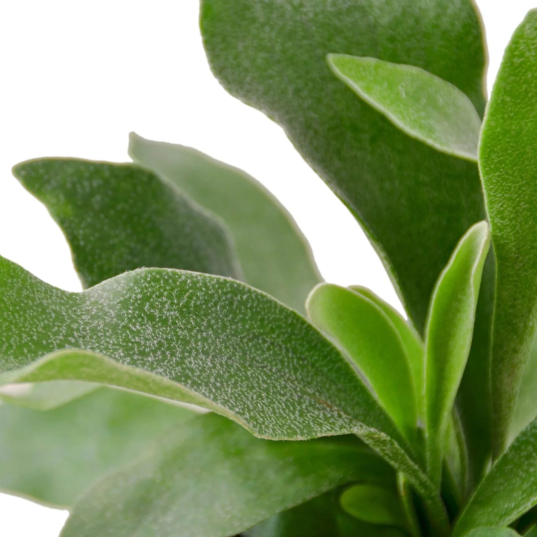 Staghorn Fern - photo 2