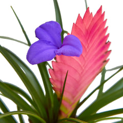 Bromeliad Cyanea 'Pink Quill' - photo 2