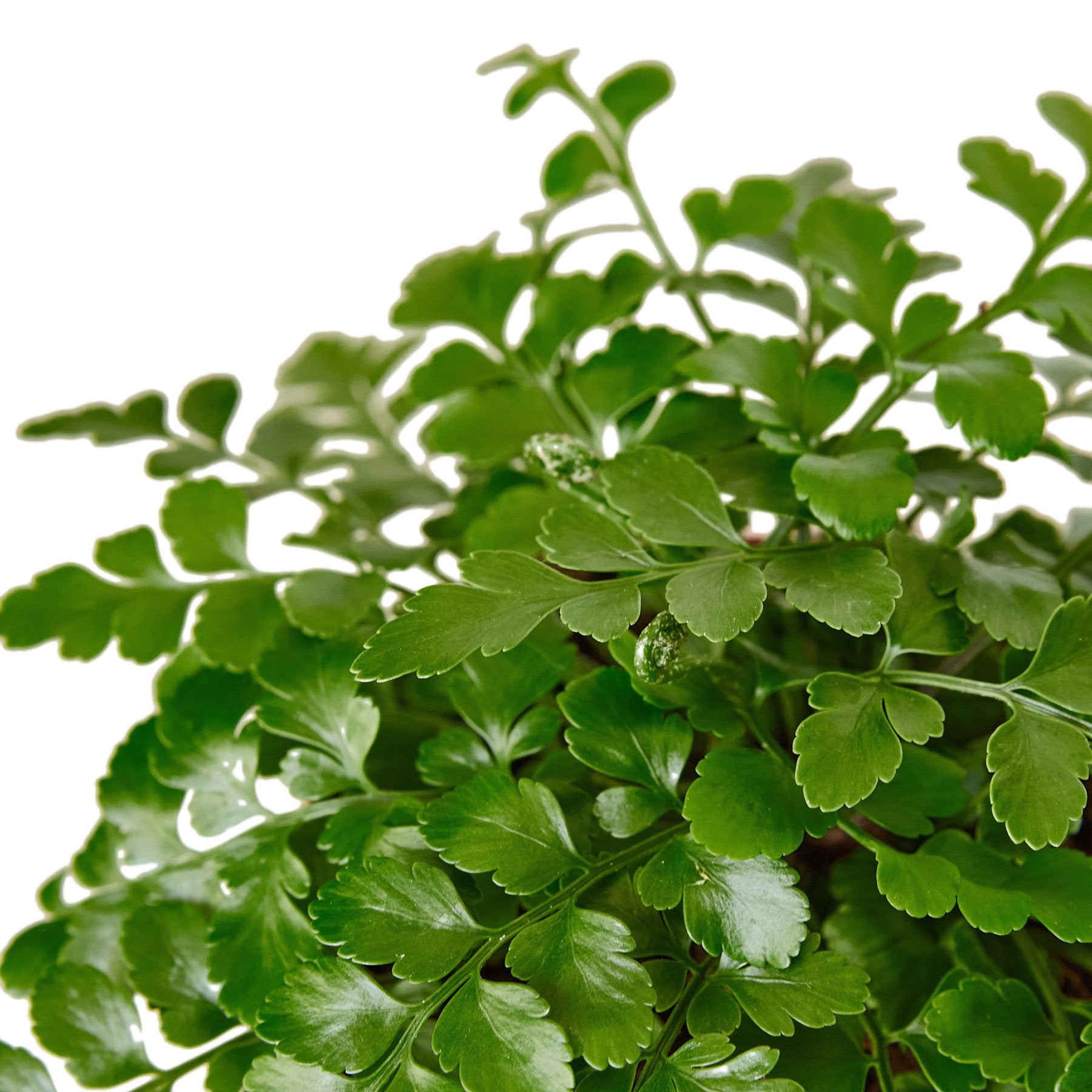 Austral Gem Fern - photo 2