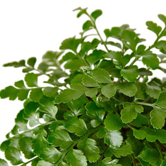 Austral Gem Fern - photo 2
