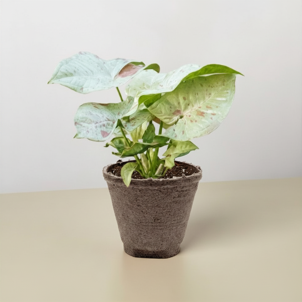 Syngonium 'Milk Confetti' - photo 5
