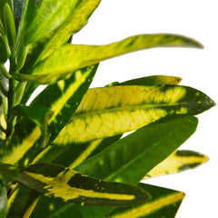 Croton 'Sunny Star' - photo 2