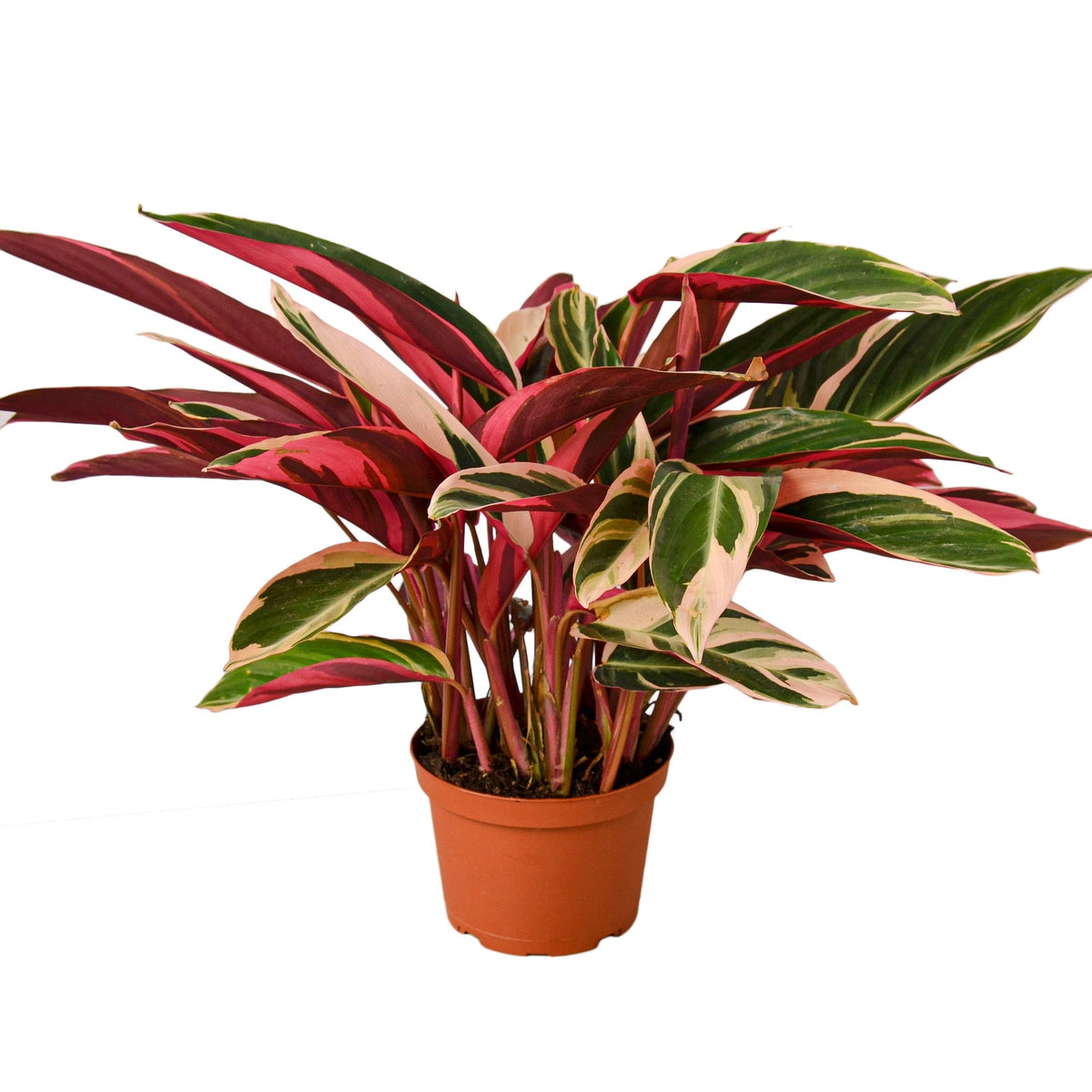 Stromanthe Triostar live houseplant