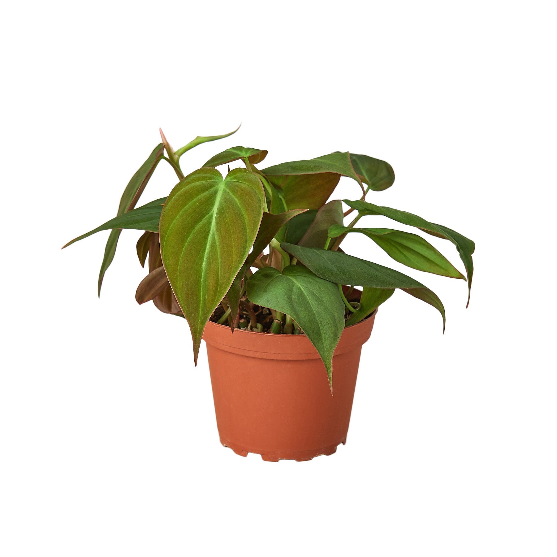 Philodendron 'Velvet' - photo 2