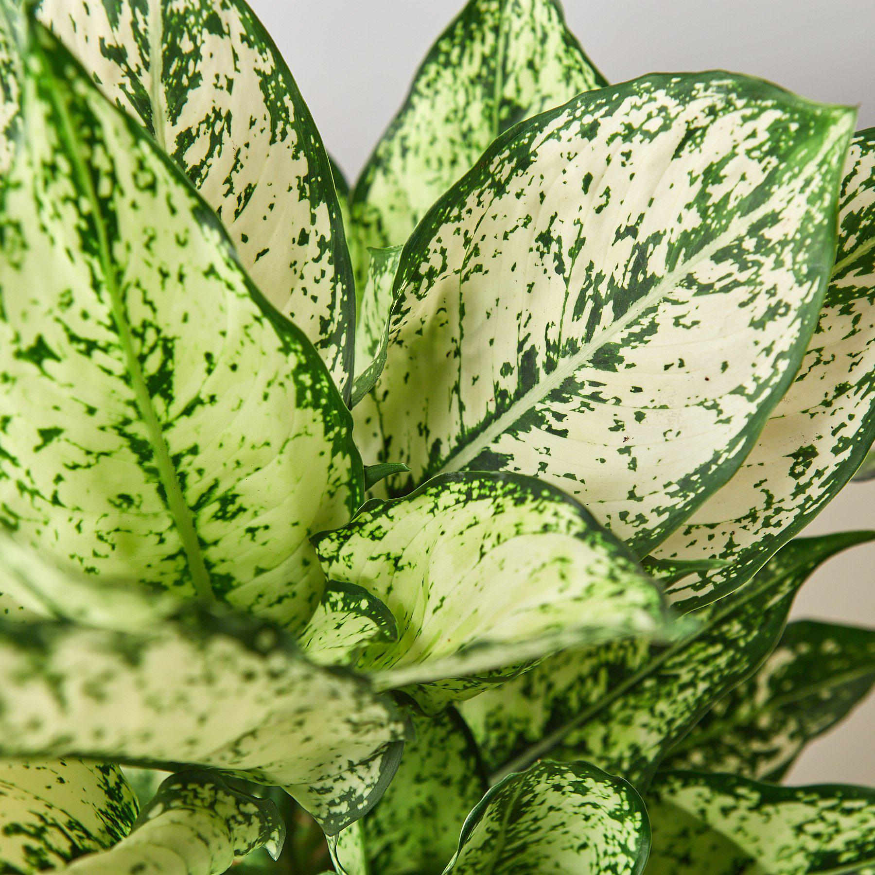 Chinese Evergreen 'First Diamond' - photo 2