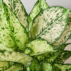 Chinese Evergreen 'First Diamond' - photo 2