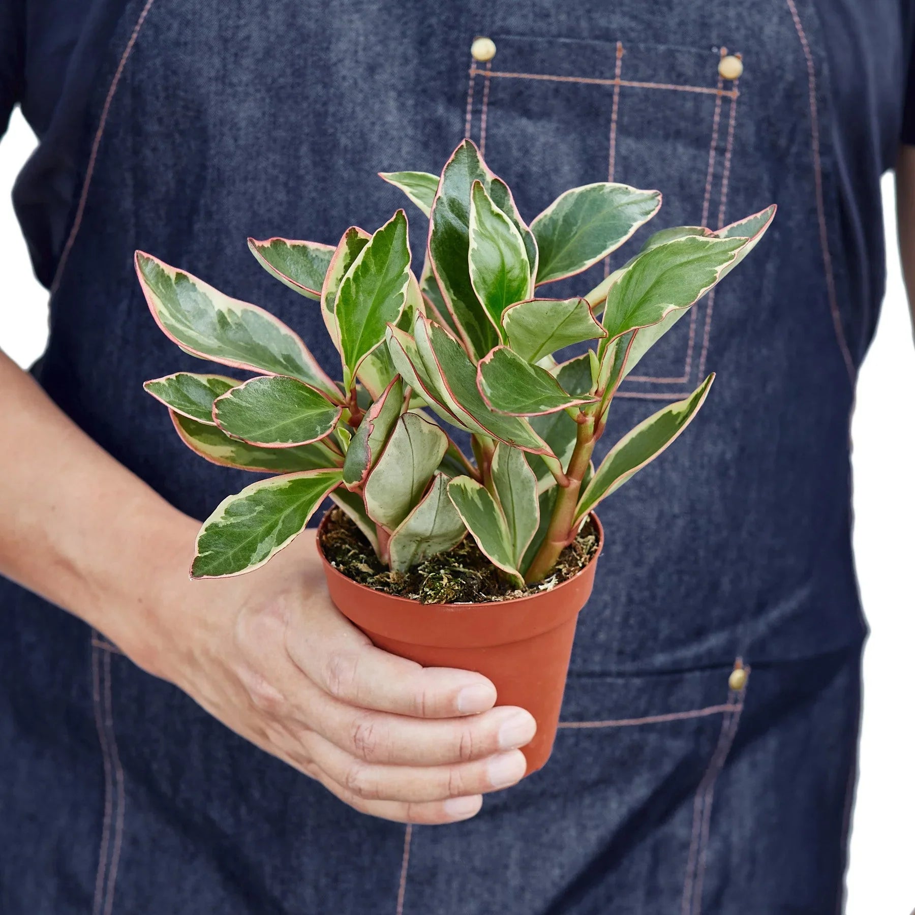 Peperomia 'Ginny' - photo 3