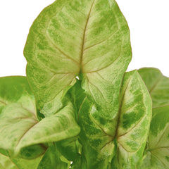 Syngonium Gold - photo 2