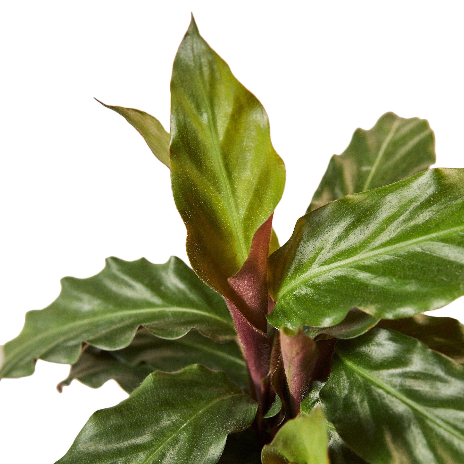 Calathea Rufibarba 'Furry Feather' - photo 2