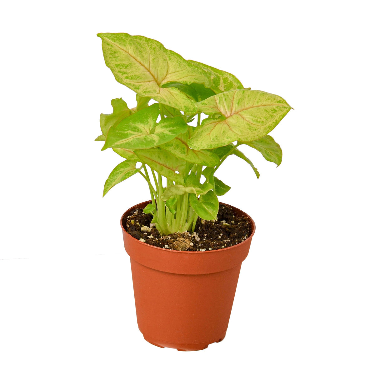 Syngonium Gold live houseplant