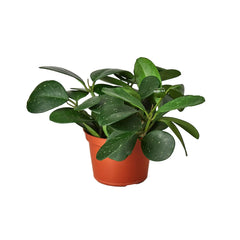 Hoya Obovata - photo 3
