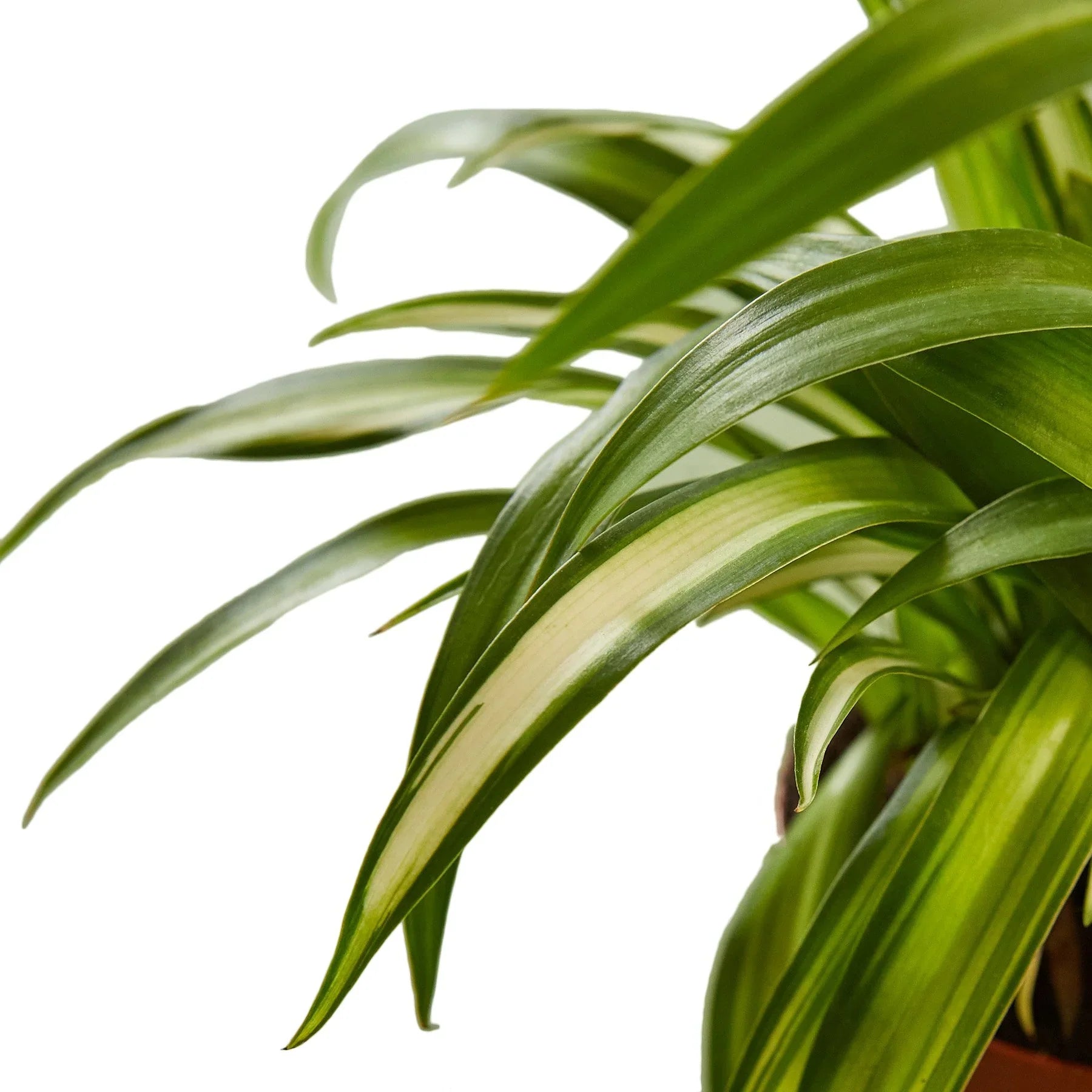 Spider Plant Hawaiian - photo 2