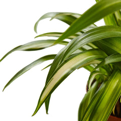 Spider Plant Hawaiian - photo 2