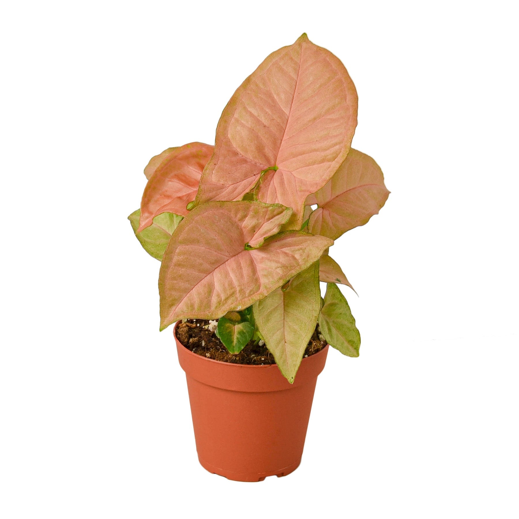 Syngonium Strawberry live houseplant
