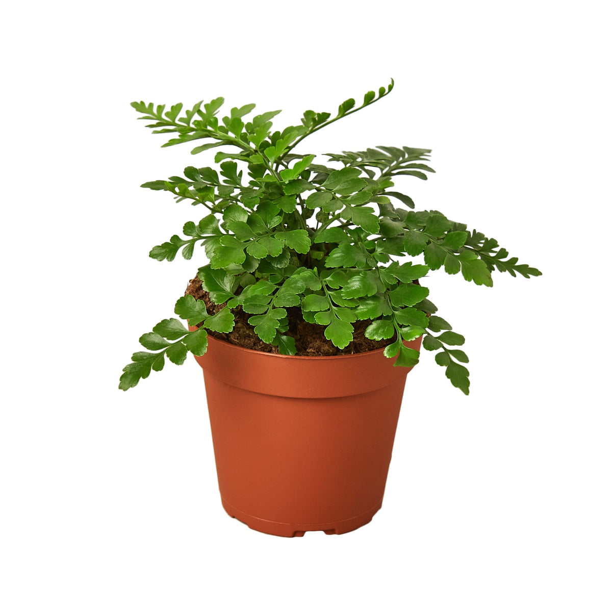Austral Gem Fern live houseplant