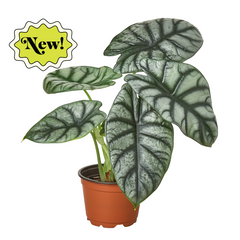 Alocasia Silver Dragon - photo 2