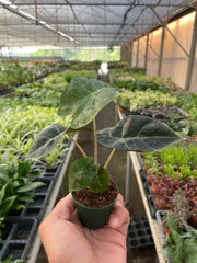Alocasia Polly 'African Mask' - photo 3