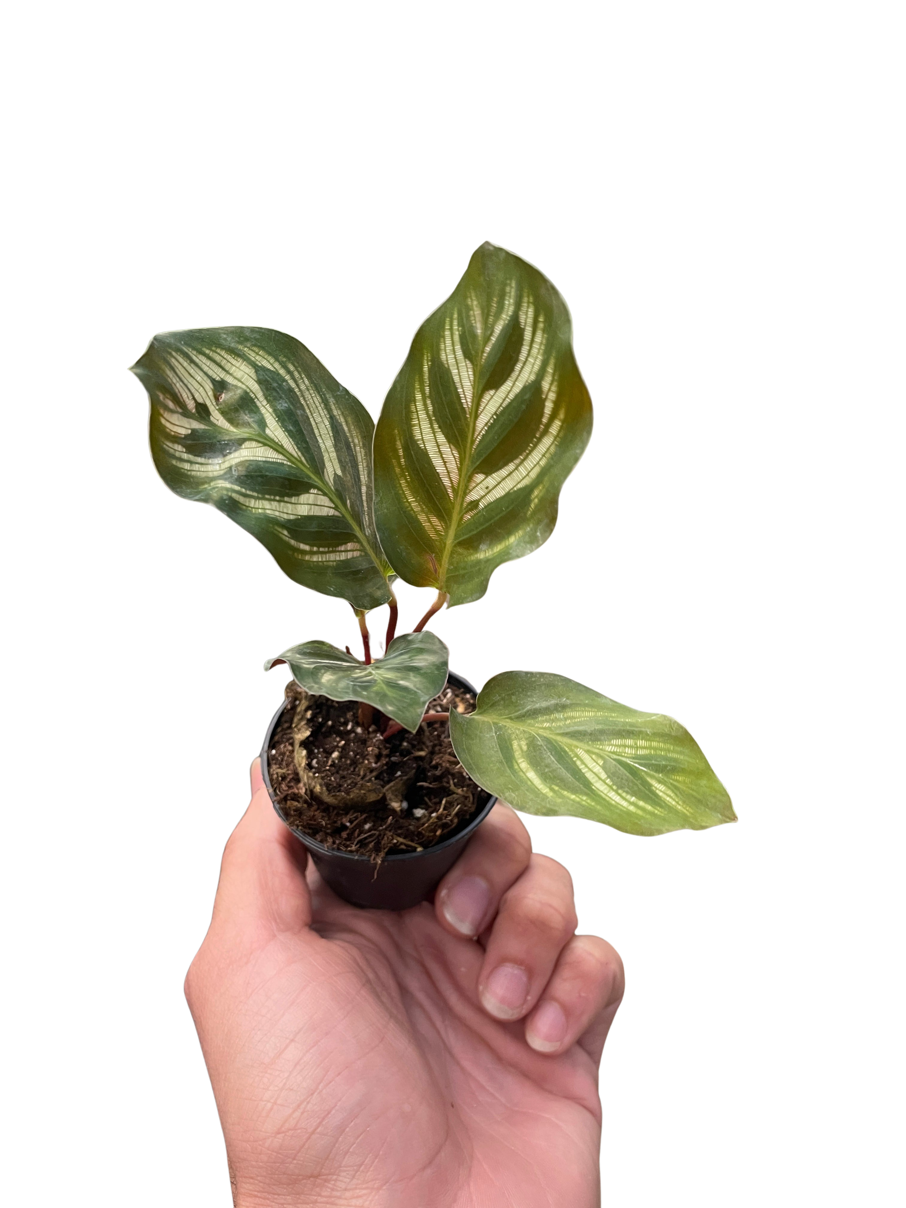 Calathea 'Makoyana' - photo 2