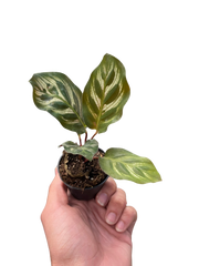 Calathea 'Makoyana' - photo 2