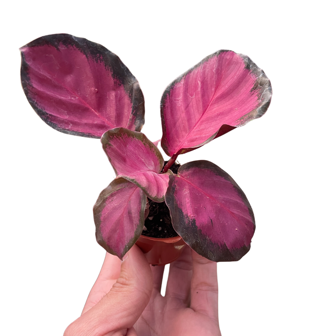Calathea 'Purple Rose' live houseplant