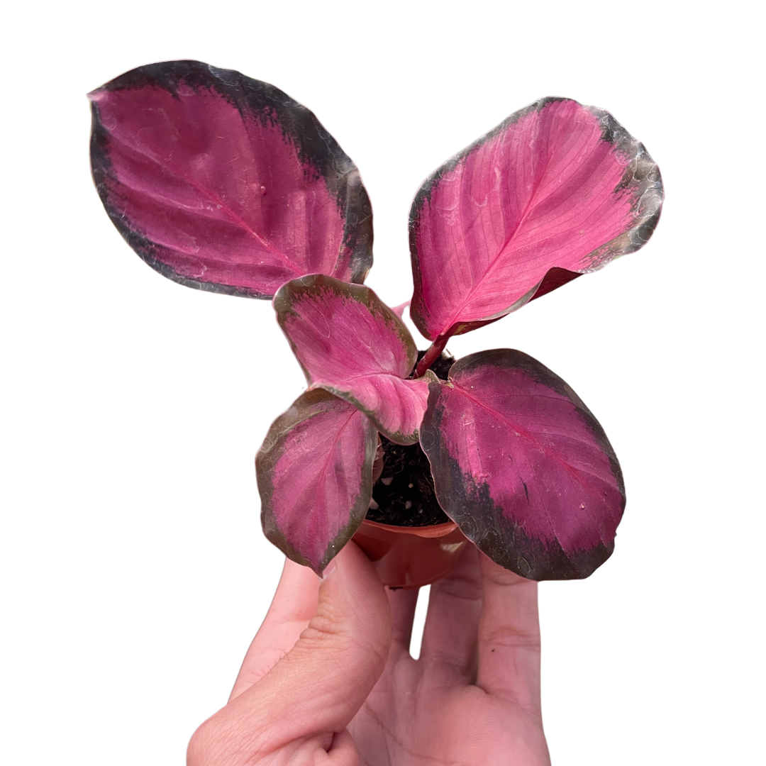 Calathea 'Purple Rose' - photo 4