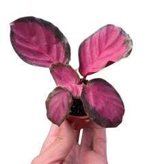 Calathea 'Purple Rose' live houseplant