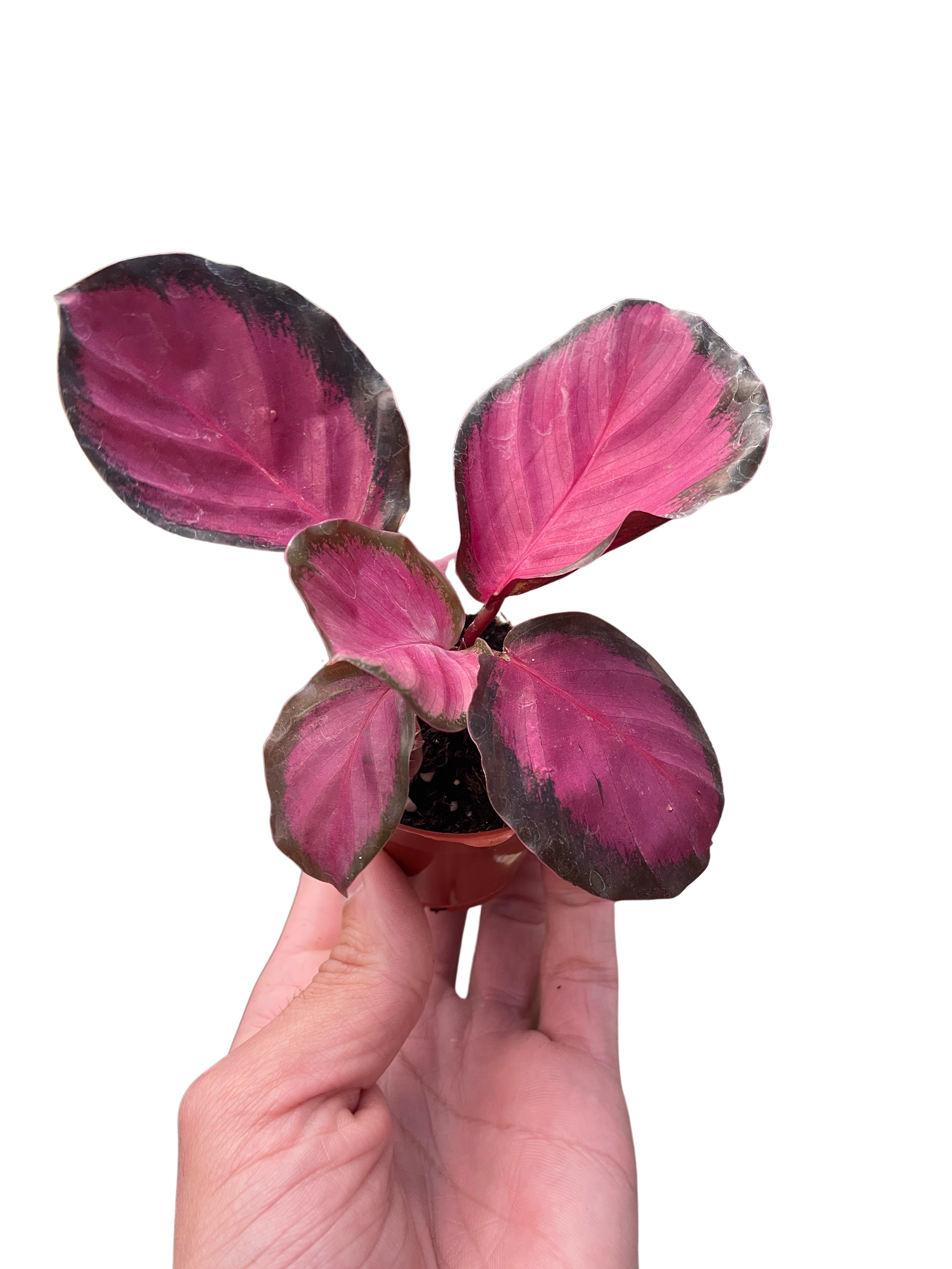 Calathea 'Purple Rose' - photo 5