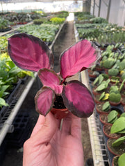 Calathea 'Purple Rose' - photo 3